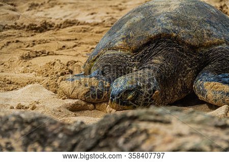 A Close Up Of A Hawaiian Green Sea Turtle Lounging In The Sand On Laniakea Beach.