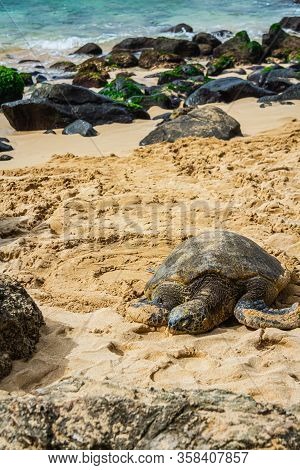 A Close Up Of A Hawaiian Green Sea Turtle Lounging In The Sand On Laniakea Beach.