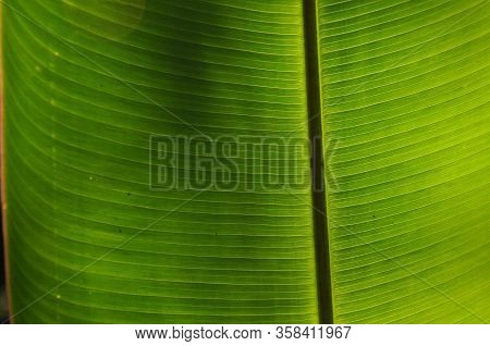 Leaves Of Tropical Plants Growing In The Jungle. Details Of The Innervation Of The Leaf Blade. Nerve