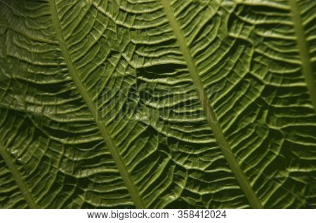 Leaves Of Tropical Plants Growing In The Jungle. Details Of The Innervation Of The Leaf Blade. Nerve