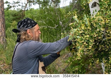 Side View Portrait Of Old Bearded Man In Black Bandana In Forest Picking Up Carefully Blossom Of Lin