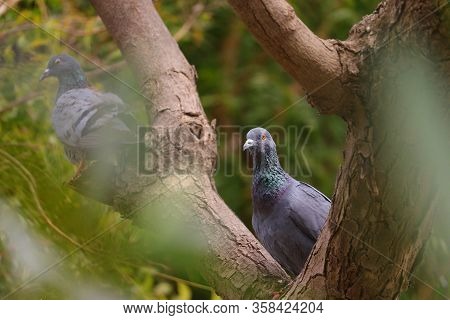 A Pigeon Sitting On Branch Of Neem Tree With Selective Focus Points Background