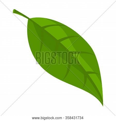 Leaf Avocado Vector Icon.cartoon Vector Logo Isolated On White Background Leaff Avocado.