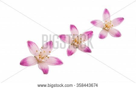 Butomus Umbrella Isolated On A White Background