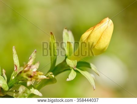 Natural Flowers, Garden Flowers, Yellow Blooming Jasmine.