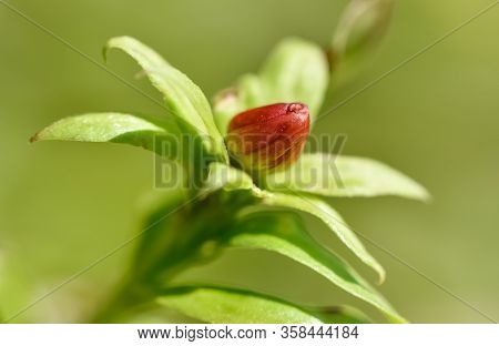 Natural Flowers, Garden Flowers, Yellow Blooming Jasmine.