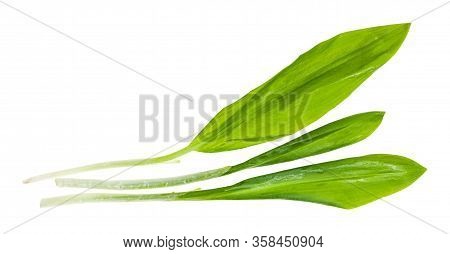 Three Separated Twigs Of Fresh Wild Garlic (ramson) Isolated On White Background