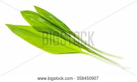 Three Twigs Of Fresh Wild Garlic (ramson) Isolated On White Background