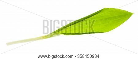 Single Leaf Of Fresh Wild Garlic (ramson) Isolated On White Background