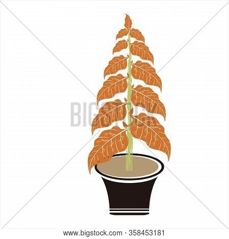 Tobacco Leaf Icon, Isolated Leaf Icon With White Background, Simple Sign Leaf Icon, Brown Leaf Icon,
