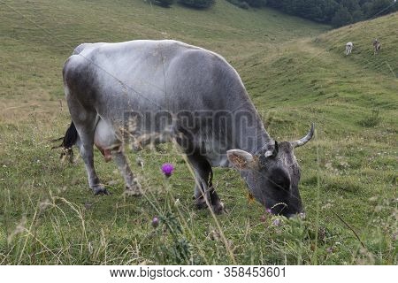 Trekking In Trentino Near Polsa, Rovereto Cow Breeding