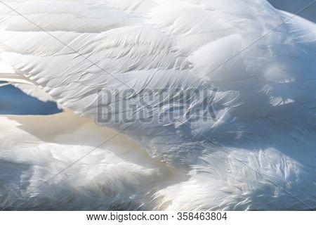 Beautiful White Feather Texture Background