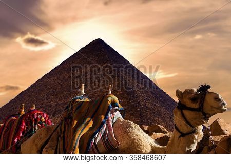 Foreground Of A Camel Dromedar Against The Backdrop Of The Great Pyramids, Silhouette , View Of The 
