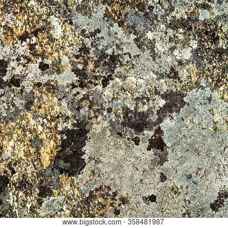 Moss And Lichens On The Rock Surface