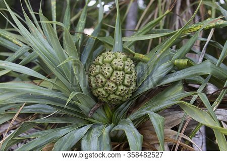 A Pandanus Plant View In New Caledonia