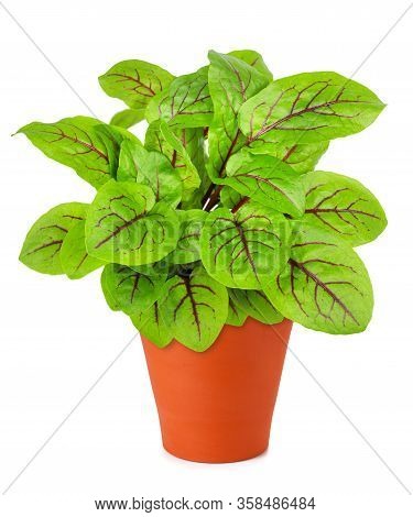 Red Veined Sorrel Plant In  Vase Isolated On White