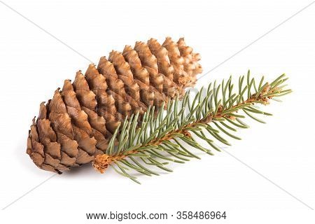 European Silver Fir Twig And Cone Isolated On White