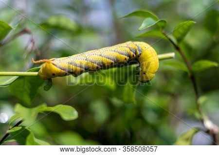 Caterpillar On Jasmine Flower. It Is Eating Leaves.