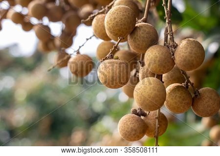 Longan Farmers Planted Longan For Export.it Is Delicious.