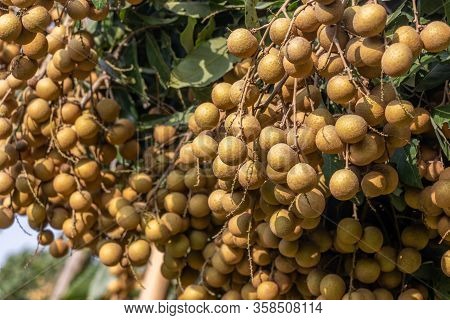 Longan Farmers Planted Longan For Export.it Is Delicious.