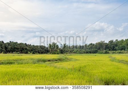 Paddy Rice Field With The Water Drops