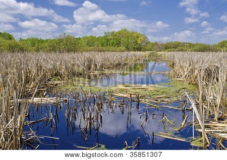 Carlos Avery, Cattails, jaro