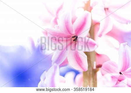 Fresh Early Spring Purple And Pink Hyacinth Bulbs, Grown In Land (garden), Gladiolus And Hyacinth. F
