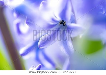 Macro Closeup View Of Hyacinth Violet Spring Flowers. Perfume Of Blooming Hyacinths Symbol Of Early 