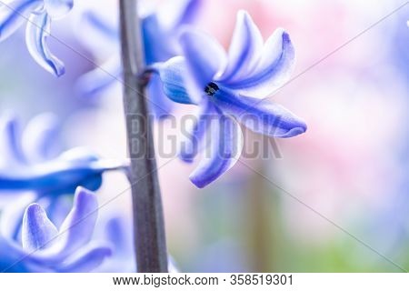Beautiful Dreamy Detail Shots Of Blue-purple Hyacinth Is Also
Called Blue Jacket During The Spring S