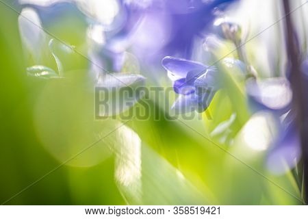 Macro Closeup View Of Hyacinth Violet Spring Flowers. Perfume Of Blooming Hyacinths Symbol Of Early 