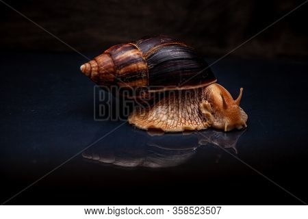 Portrait Of A Snail. Big African Snail Achatina. Exotic Pet Not Allergic.