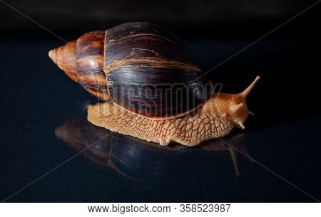 Portrait Of A Snail. Big African Snail Achatina. Exotic Pet Not Allergic.