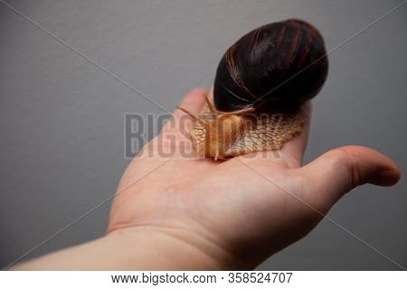 Portrait Of A Snail. Big African Snail Achatina. Exotic Pet Not Allergic.