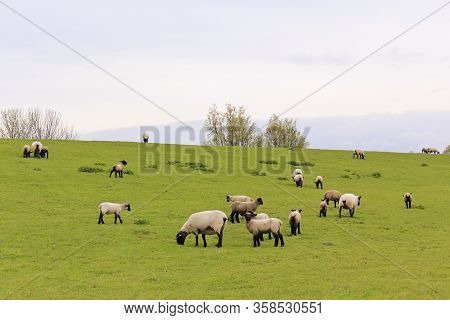 Sheep Graze On Green Meadow In Moorland, Sehestedt, Jade, Wesermarsch, Lower Saxony, Germany.