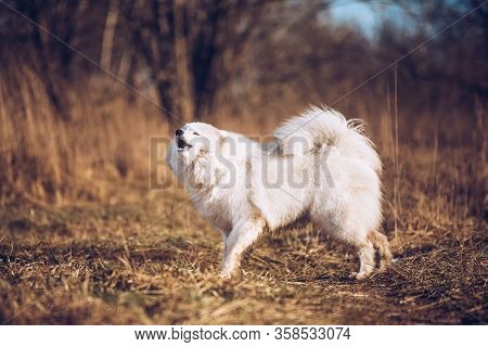 White Fluffy Samoyed Dog Puppy Barks Outside