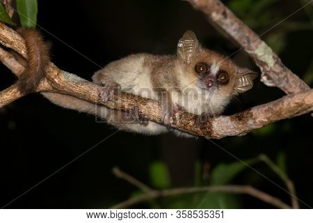 A Little Mouse Lemur On A Branch, Taken At Night