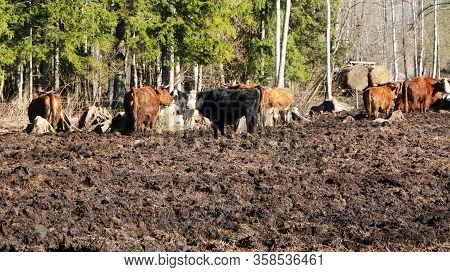 A Herd Of Cows Sunbathes And Eats Hay. The Background Is Dirt.