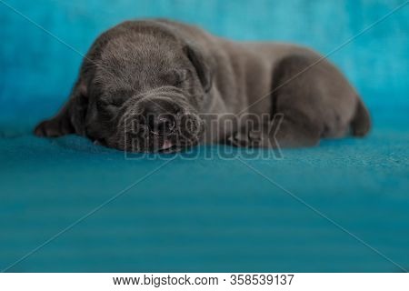 Litlle Puppy Sleeping Cane Corso Animal Gray