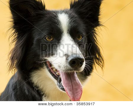 หมา Collie ขอบ