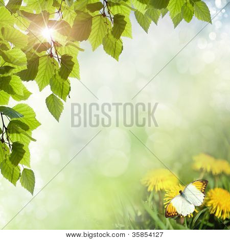 dandelions กับผีเสื้อในโดว์