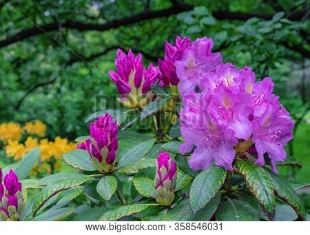 Pacific Rhododendron (rhododendron Macrophyllum) Is A Large-leaved Species Of Rhododendron Native To