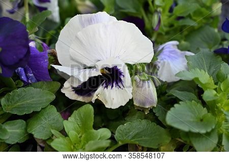 A Very Pretty Pancy In My Garden