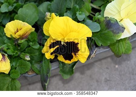 A Very Pretty Pancy In My Garden