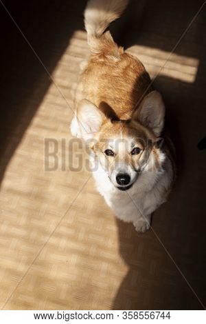 Pembroke Welsh Corgi, Welsh Corgi Portret. Lifestyle Purebreed Welsh Corgi Play In Home