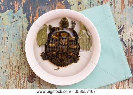 Live Turtle In A White Plate With Water And Bay Leaf On The Table. Imitation Of Tortoise Soup. Anima