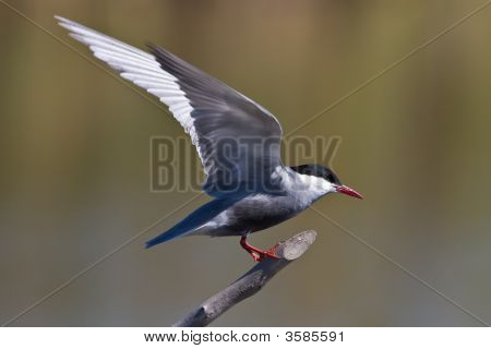 Pirched Whiskered Tern