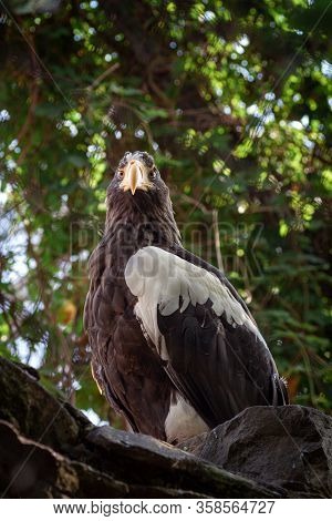 Adult Stellers Sea Eagle. Halyaetus Pelagicus Is The Largest Representative Of The Entire Hawk Famil