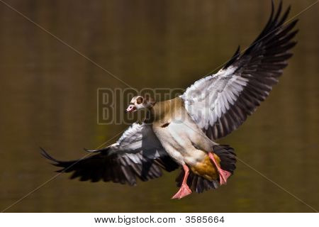 Egyptian Goose Landing