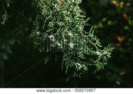Thuja Occidentalis Background.thuja Occidentalis Is An Evergreen Coniferous Tree, In The Cypress Fam