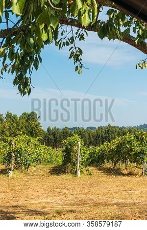 Close Up Of Berries And Leaves Of Grape-vine. Single Bunch Of Ripe Red Wine Grapes Hanging On A Vine